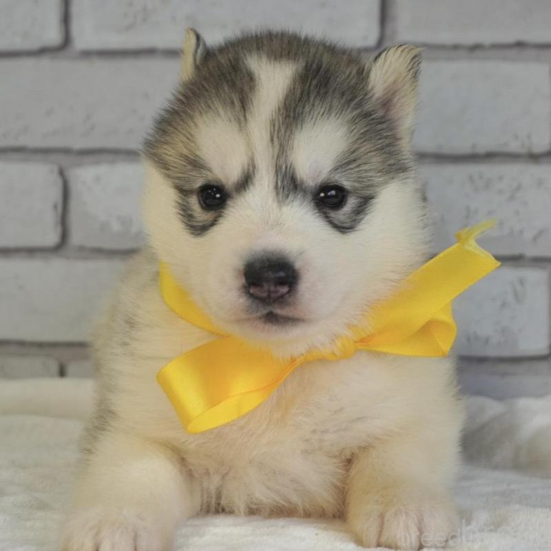 販売中の熊本県のシベリアンハスキー-453191の6枚目