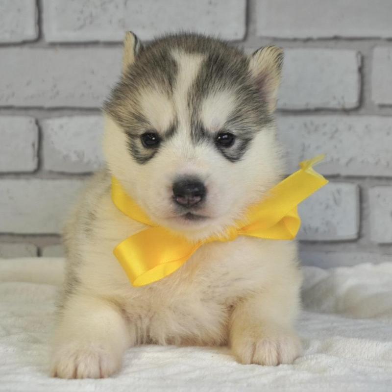 販売中の熊本県のシベリアンハスキー-453191の5枚目