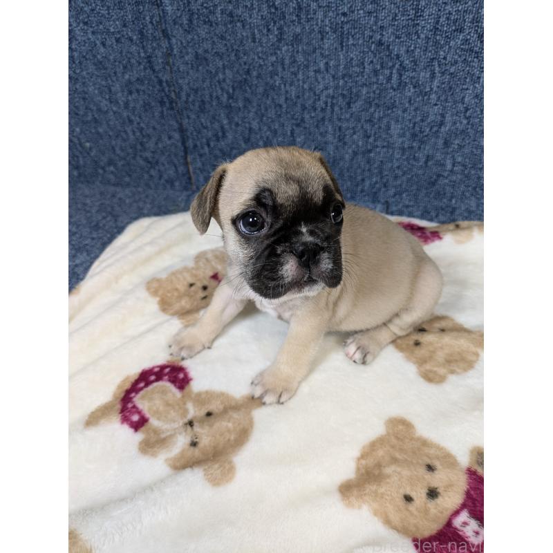 販売中の広島県のフレンチブルドッグ-453193の9枚目