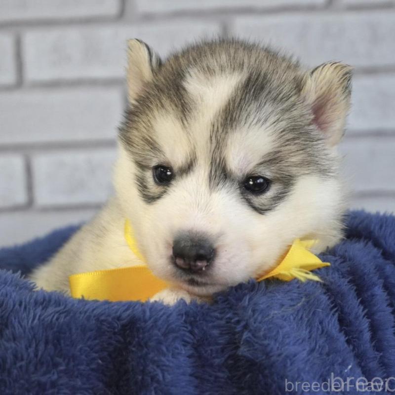 販売中の熊本県のシベリアンハスキー-453191の4枚目