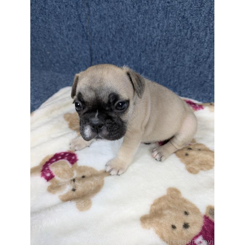 販売中の広島県のフレンチブルドッグ-453193の8枚目