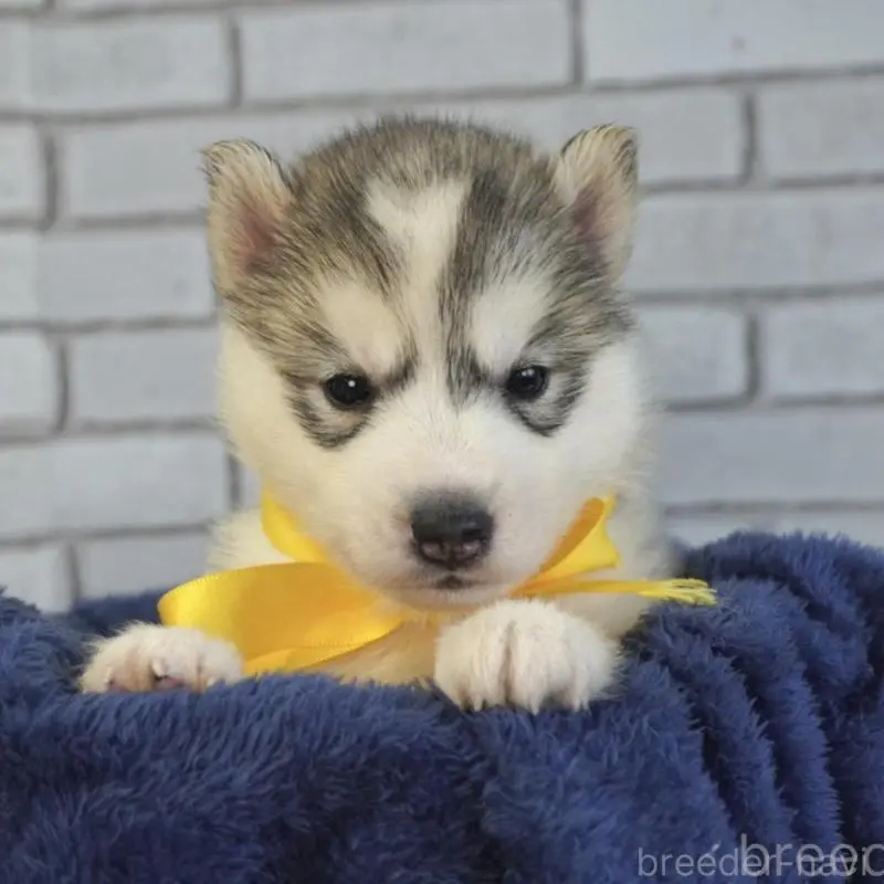 販売中の熊本県のシベリアンハスキー-453191の3枚目