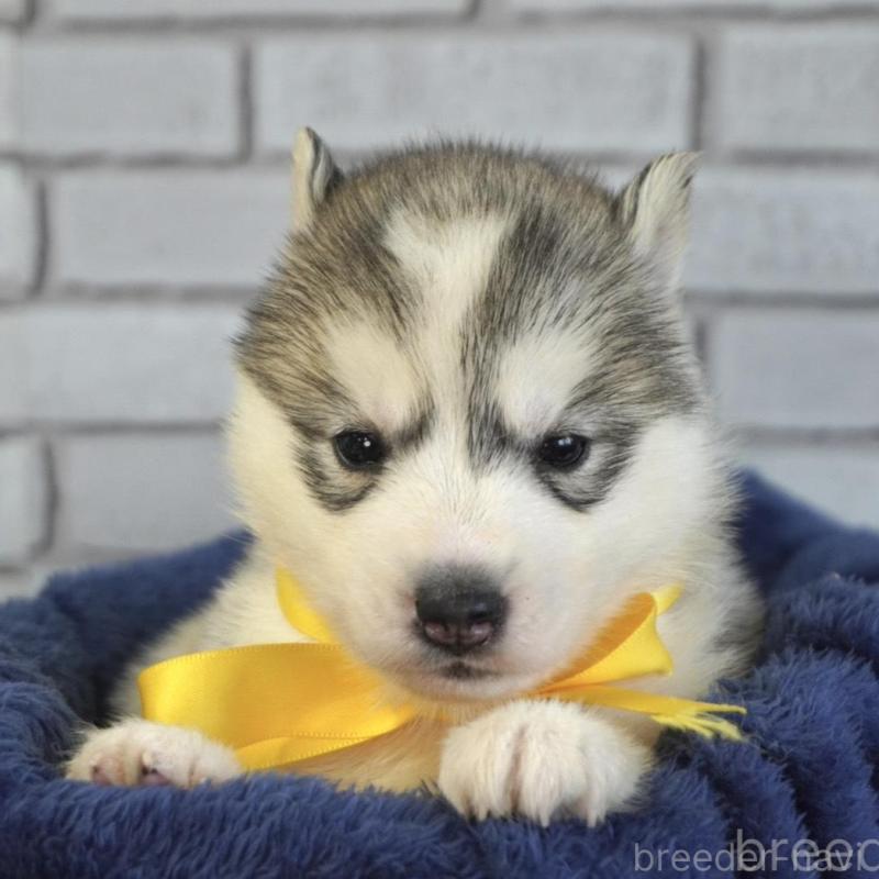 販売中の熊本県のシベリアンハスキー-453191の2枚目