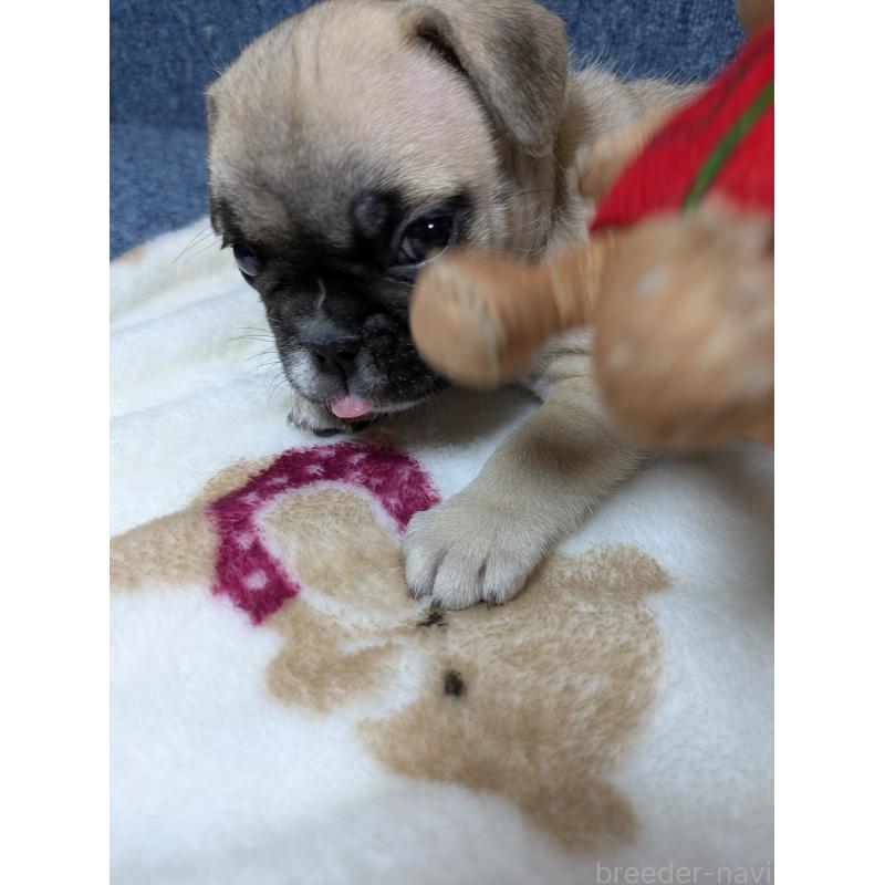 販売中の広島県のフレンチブルドッグ-453193の6枚目