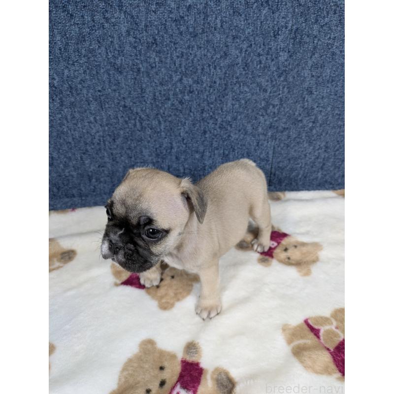 販売中の広島県のフレンチブルドッグ-453193の5枚目