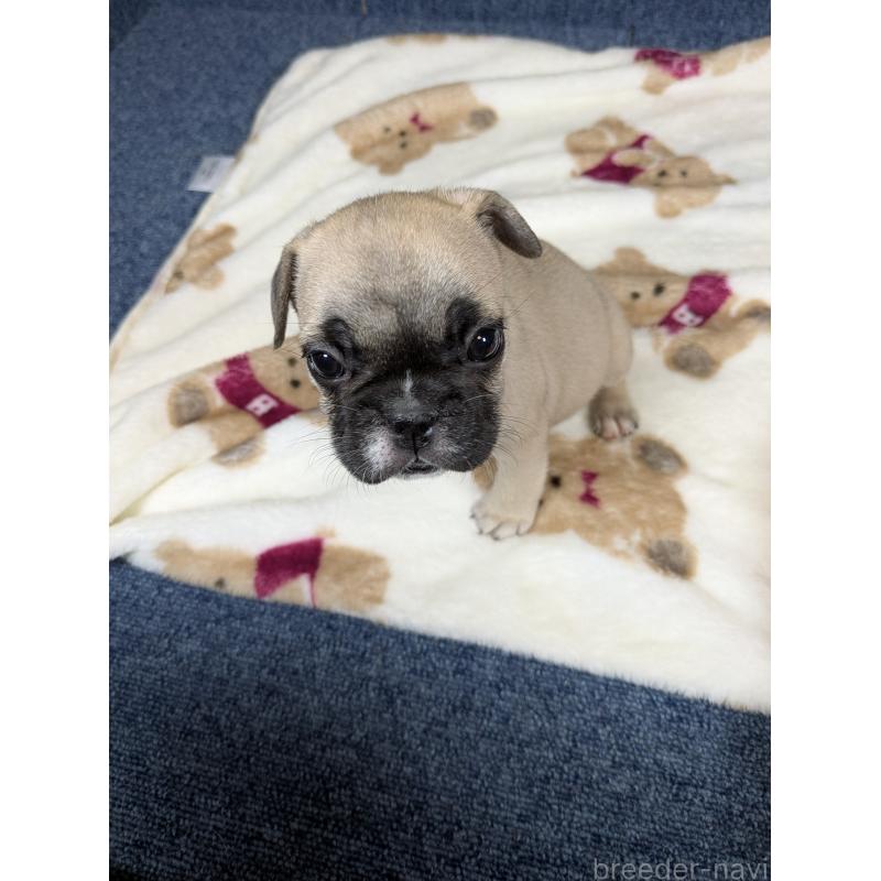 販売中の広島県のフレンチブルドッグ-453193の4枚目