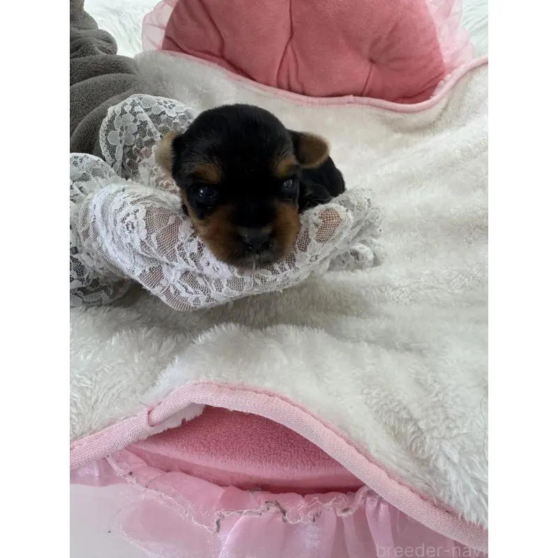 販売中の山梨県のヨークシャーテリア-453192の5枚目