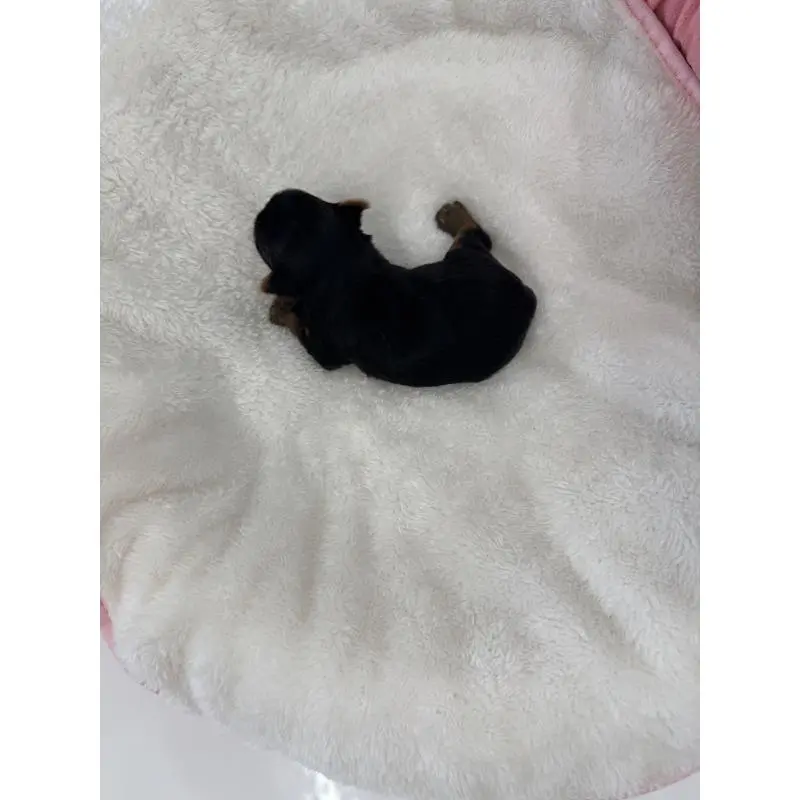 販売中の山梨県のヨークシャーテリア-453192の3枚目