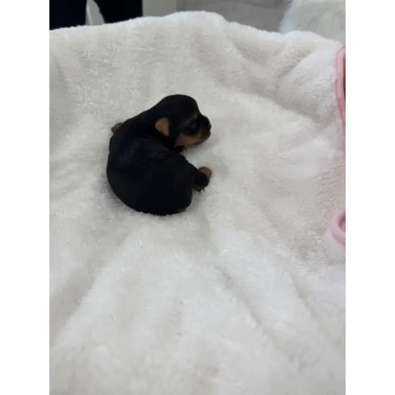 販売中の山梨県のヨークシャーテリア-453192の2枚目