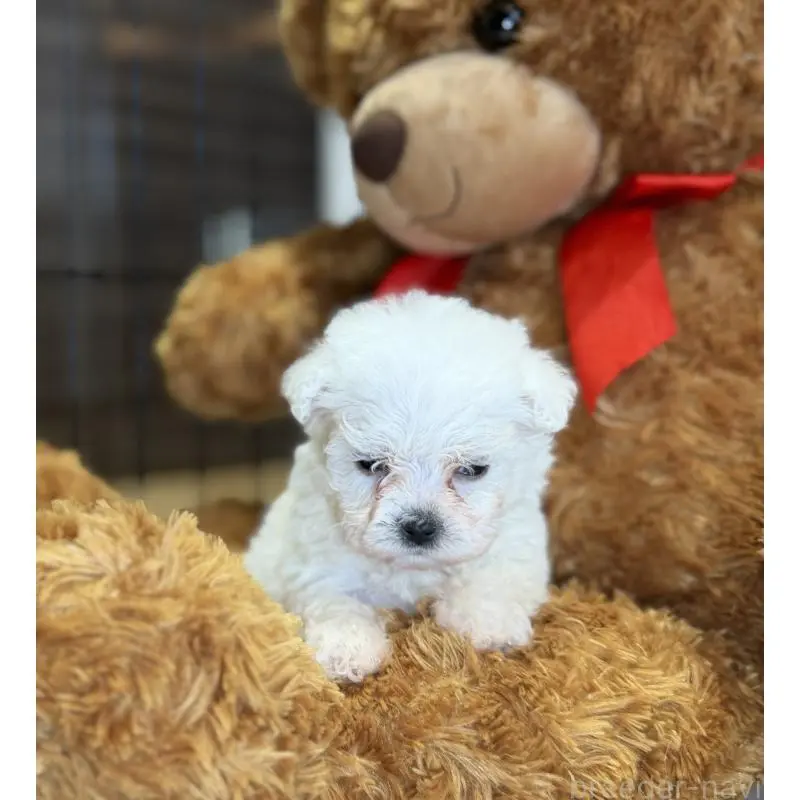 販売中の埼玉県のビションフリーゼ-453195の7枚目