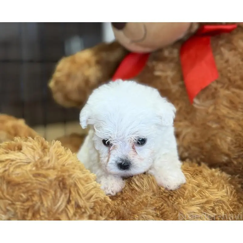 販売中の埼玉県のビションフリーゼ-453195の6枚目