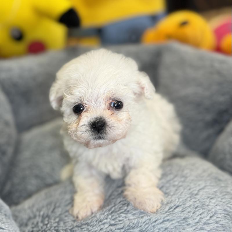 販売中の埼玉県のビションフリーゼ-453195の5枚目