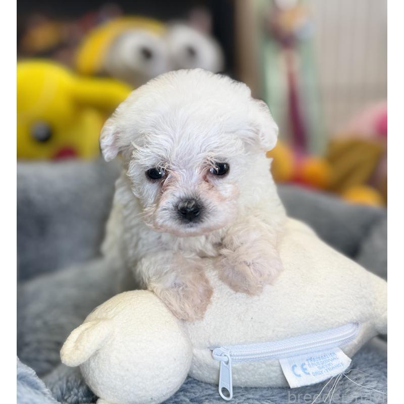 販売中の埼玉県のビションフリーゼ-453195の4枚目