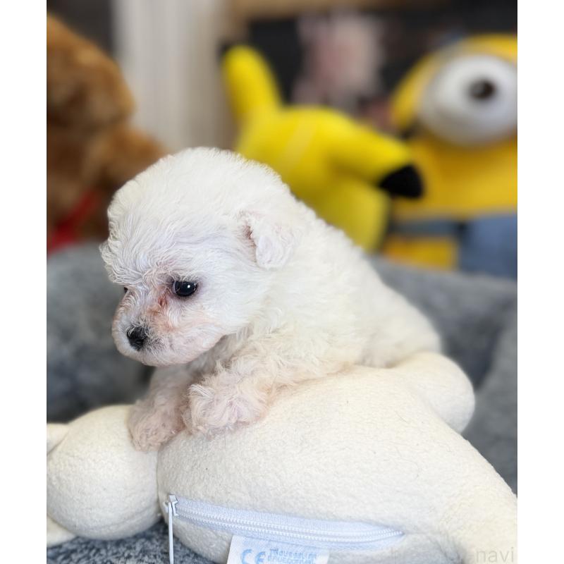 販売中の埼玉県のビションフリーゼ-453195の3枚目