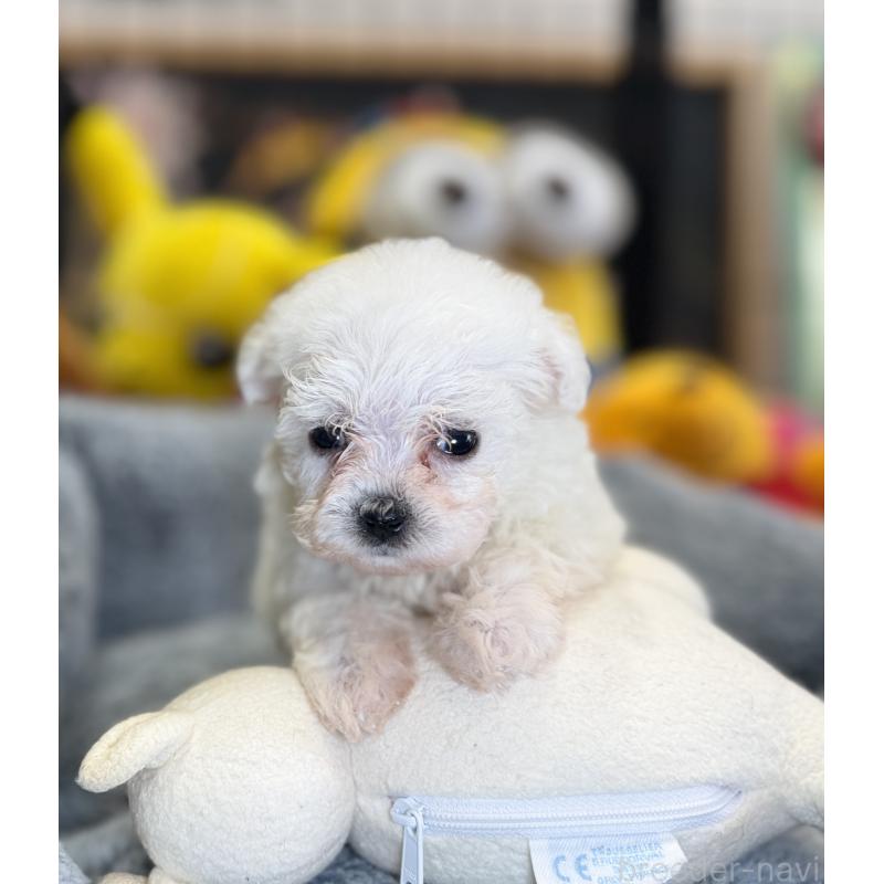 販売中の埼玉県のビションフリーゼ-453195の2枚目