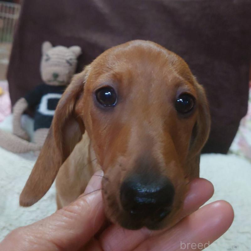 販売中の長野県のミニチュアダックスフンド(スムースヘアード)-447457