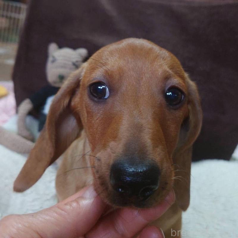 成約済の長野県のミニチュアダックスフンド(スムースヘアード)-447457の2枚目