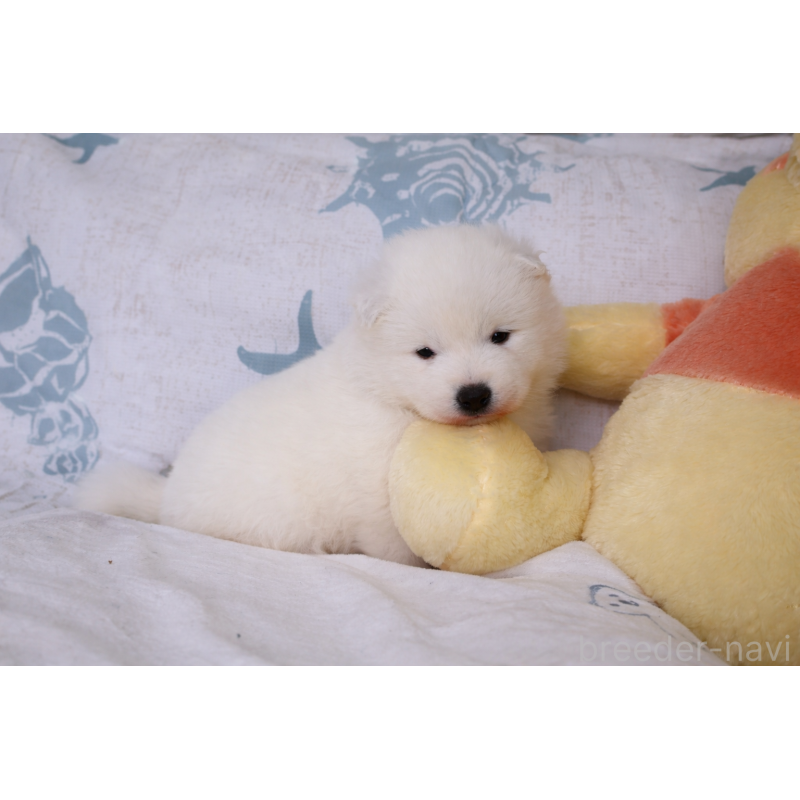 販売中の栃木県のサモエド-453194の5枚目