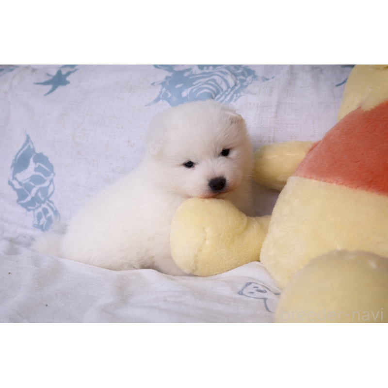 販売中の栃木県のサモエド-453194の4枚目