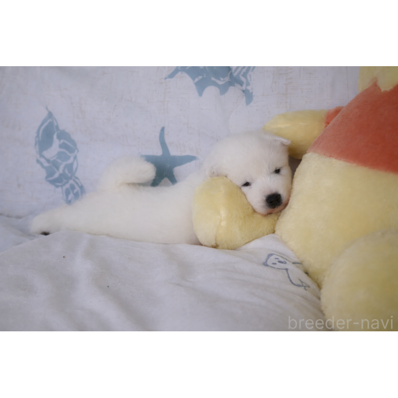 販売中の栃木県のサモエド-453194の3枚目