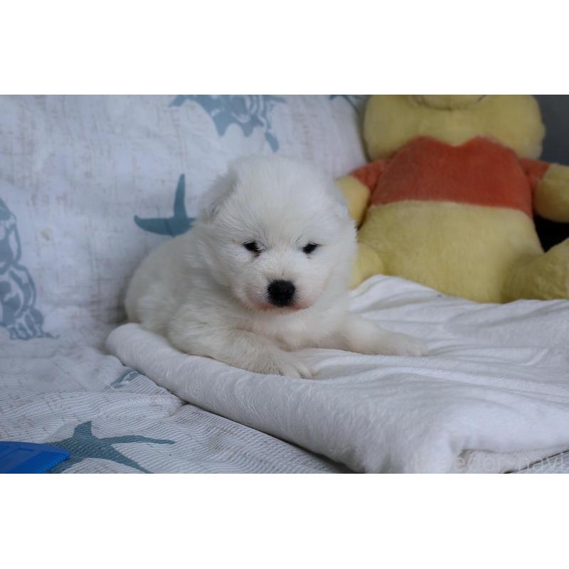 販売中の栃木県のサモエド-453194の2枚目