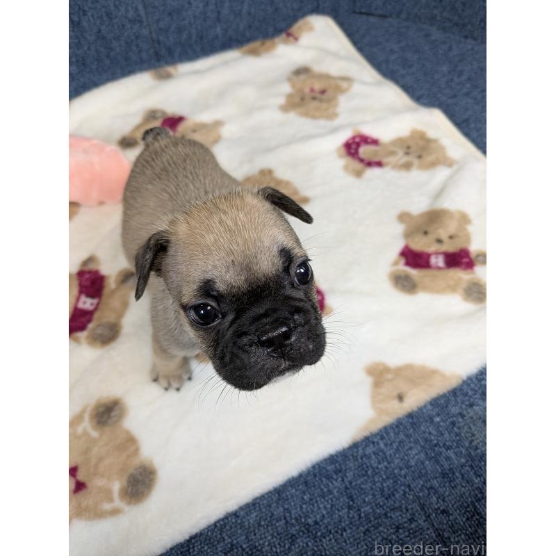 販売中の広島県のフレンチブルドッグ-453199の10枚目