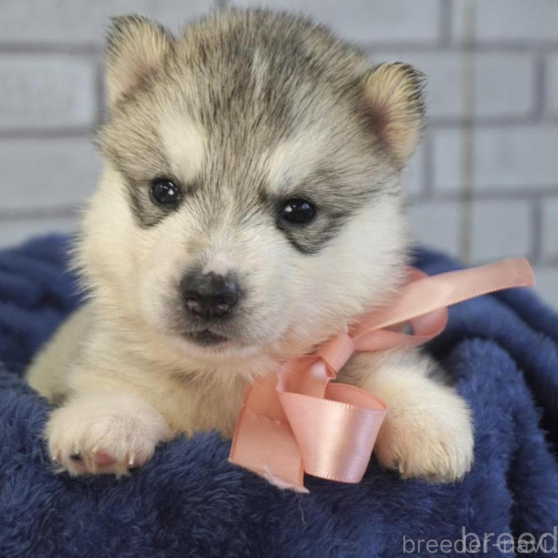 販売中の熊本県のシベリアンハスキー-453196の8枚目