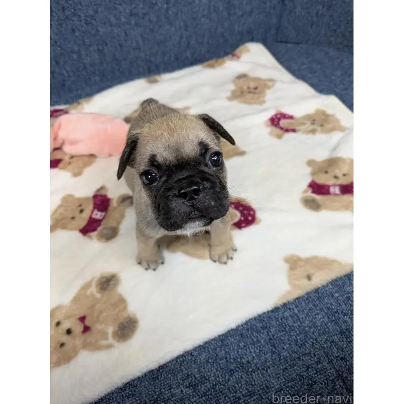 販売中の広島県のフレンチブルドッグ-453199の9枚目