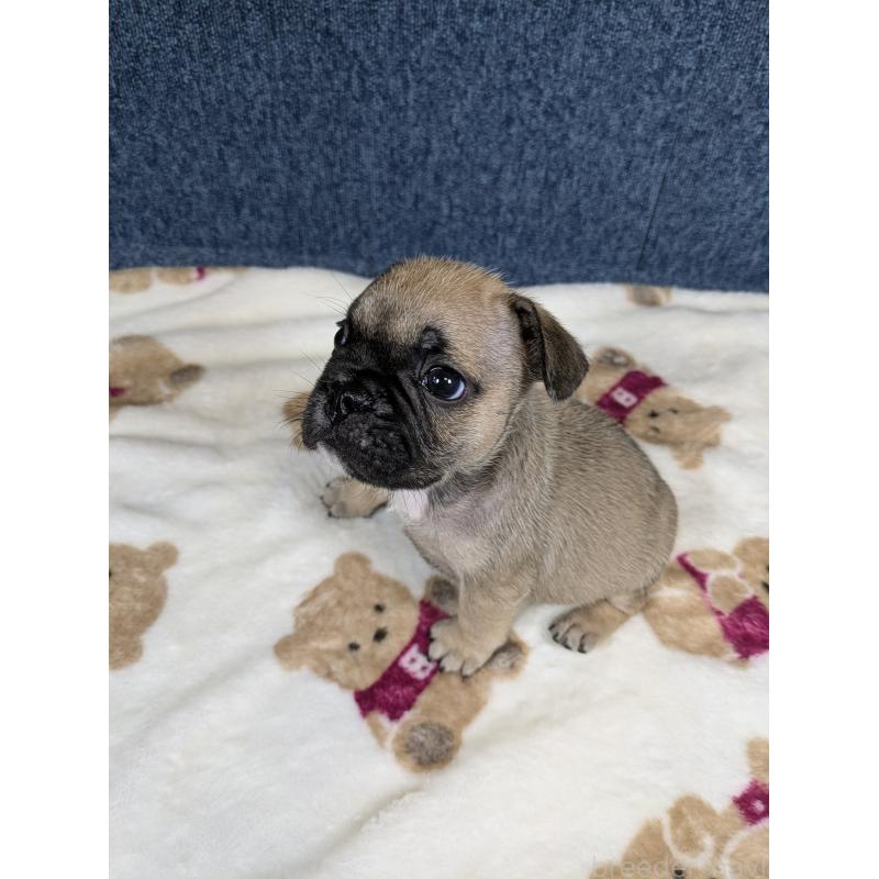 販売中の広島県のフレンチブルドッグ-453199の7枚目