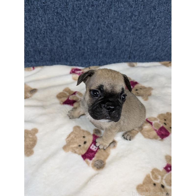 販売中の広島県のフレンチブルドッグ-453199の5枚目