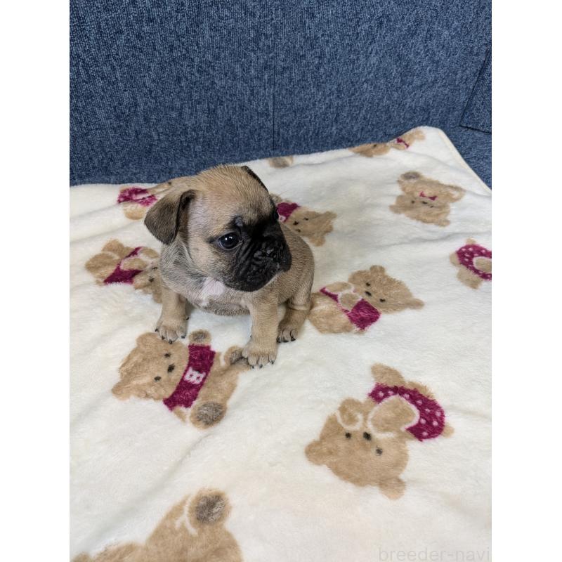 販売中の広島県のフレンチブルドッグ-453199の4枚目