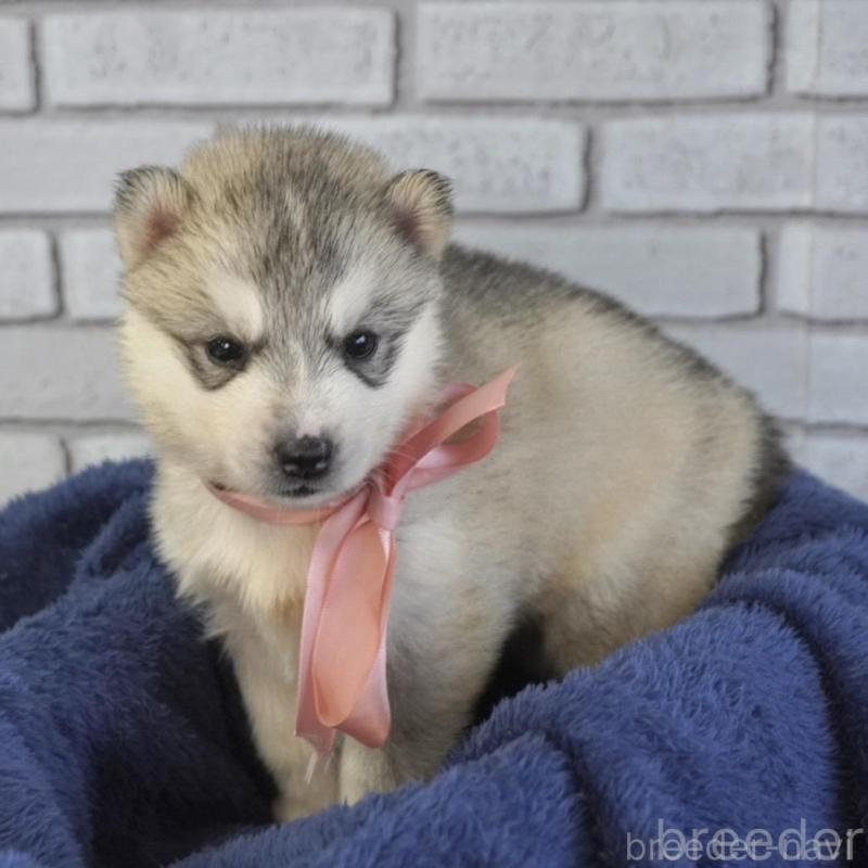 販売中の熊本県のシベリアンハスキー-453196の7枚目