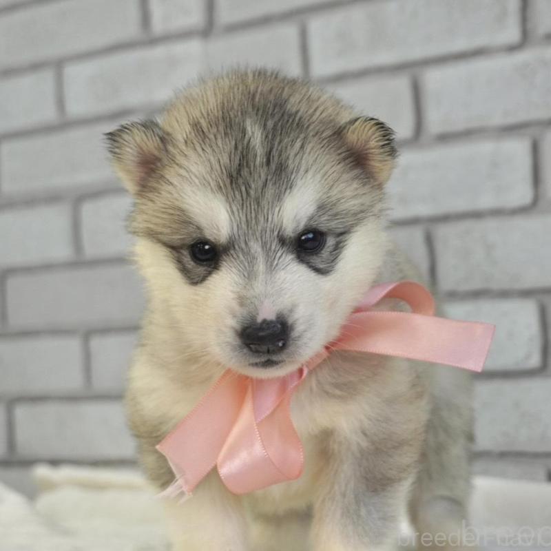 販売中の熊本県のシベリアンハスキー-453196の6枚目