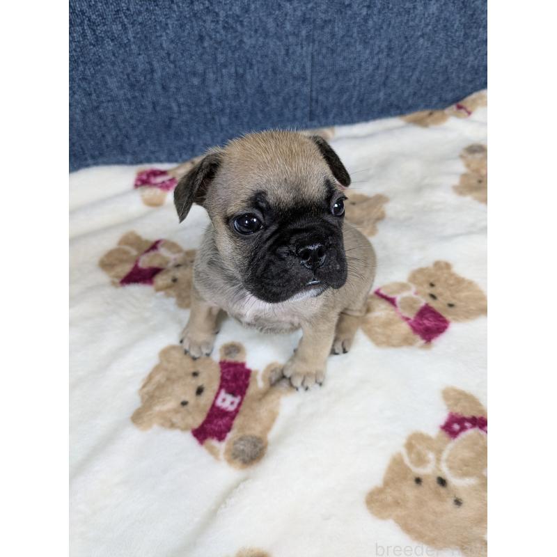 販売中の広島県のフレンチブルドッグ-453199の3枚目