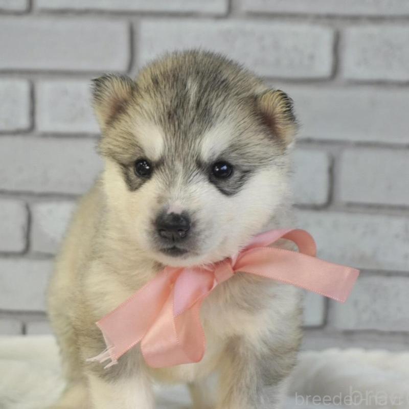 販売中の熊本県のシベリアンハスキー-453196の4枚目