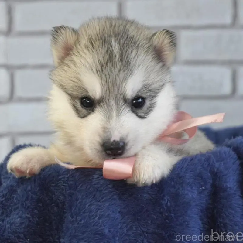 販売中の熊本県のシベリアンハスキー-453196の3枚目