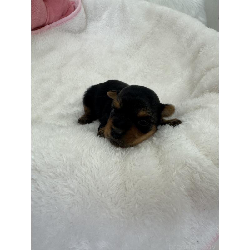 販売中の山梨県のヨークシャーテリア-453197の5枚目