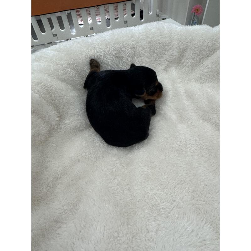 販売中の山梨県のヨークシャーテリア-453197の3枚目