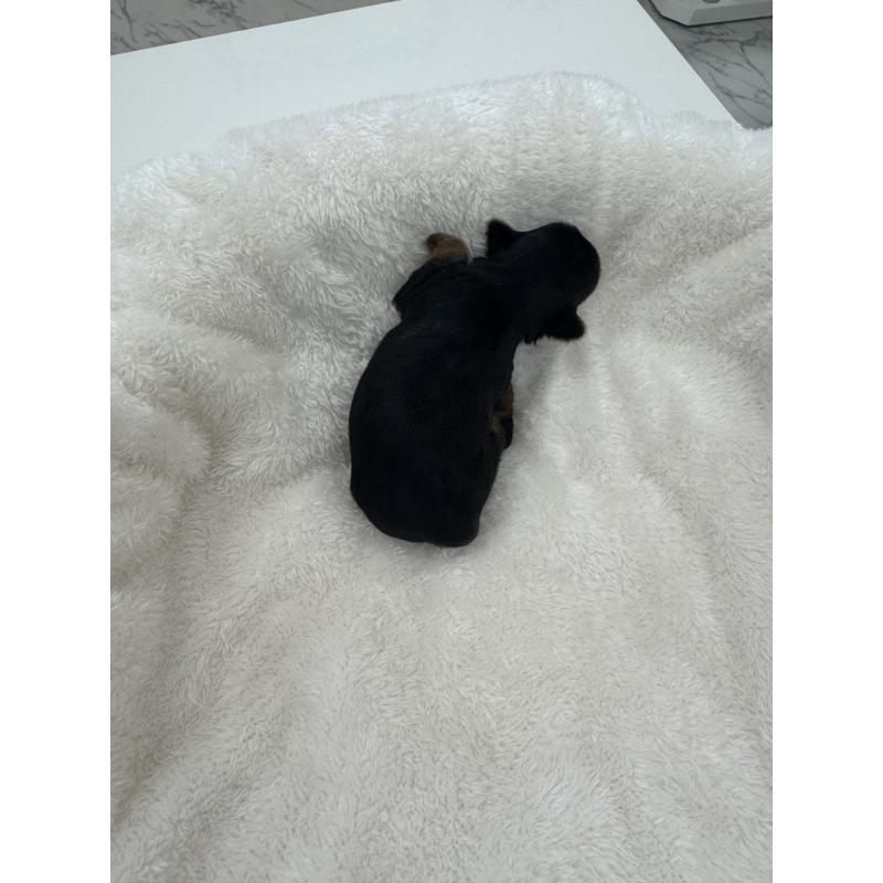 販売中の山梨県のヨークシャーテリア-453197の2枚目