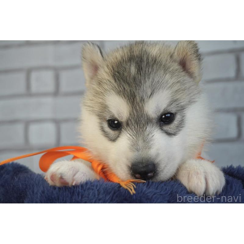 販売中の熊本県のシベリアンハスキー-453198の6枚目