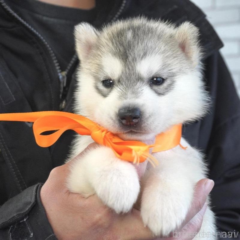 販売中の熊本県のシベリアンハスキー-453198の5枚目