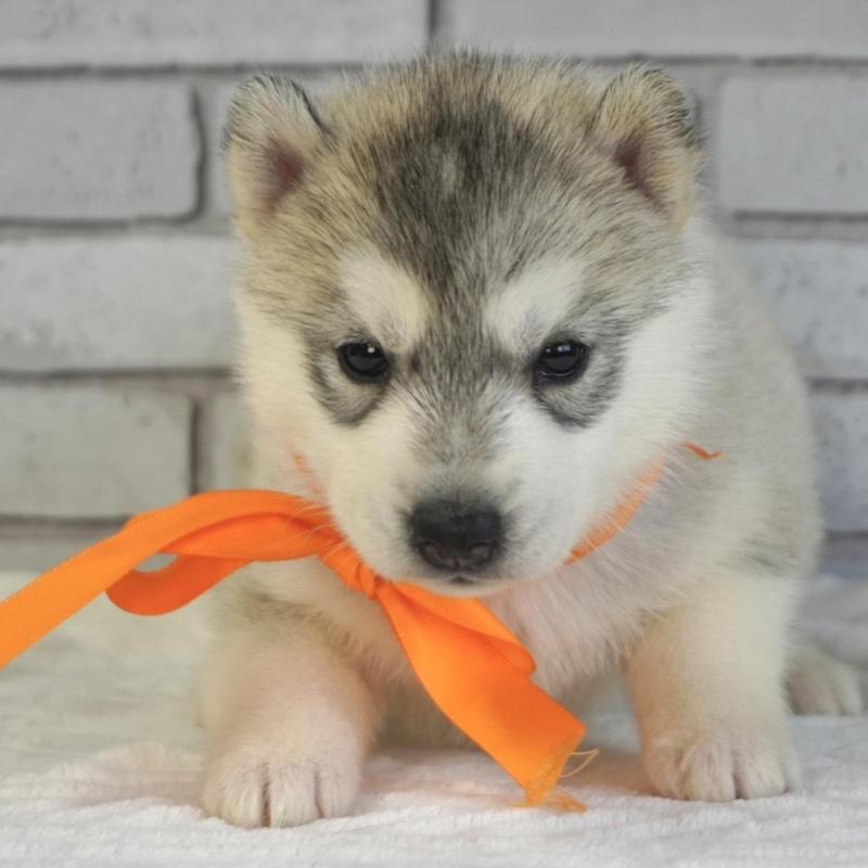 販売中の熊本県のシベリアンハスキー-453198の4枚目