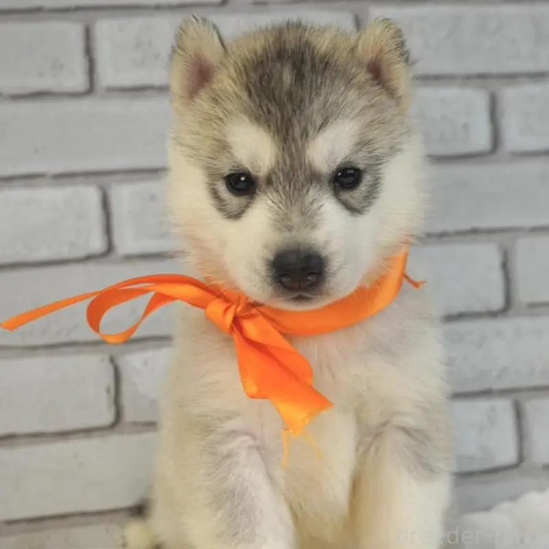 販売中の熊本県のシベリアンハスキー-453198の3枚目