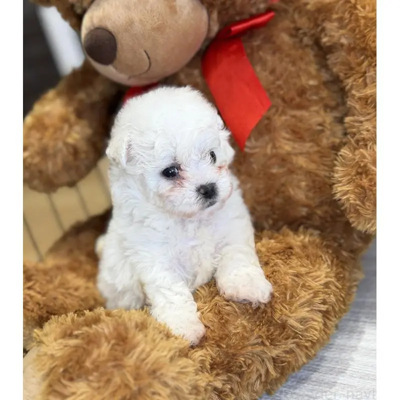 販売中の埼玉県のビションフリーゼ-453200の8枚目