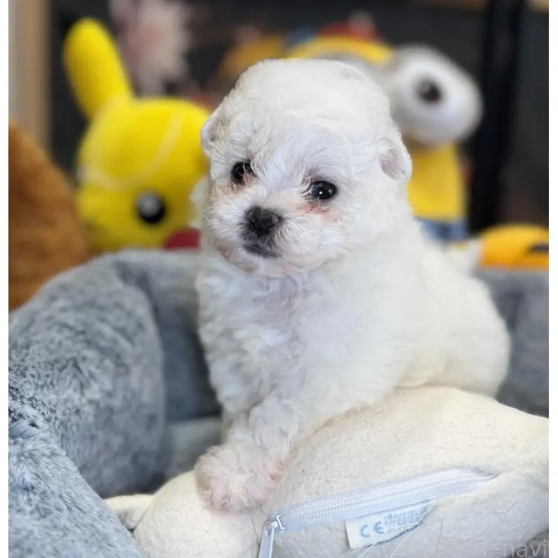 販売中の埼玉県のビションフリーゼ-453200の7枚目