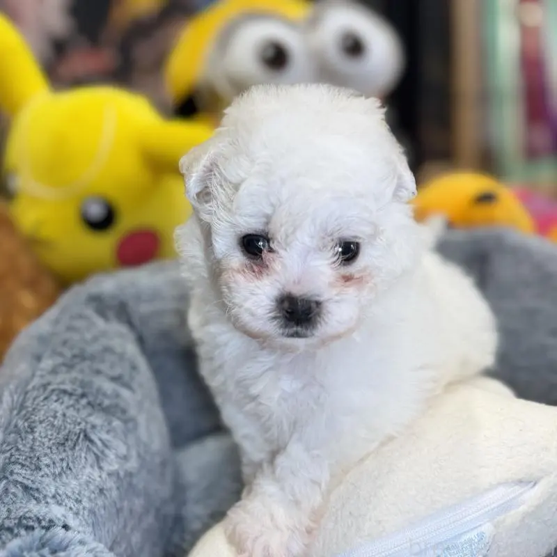 販売中の埼玉県のビションフリーゼ-453200の6枚目