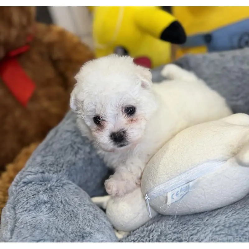 販売中の埼玉県のビションフリーゼ-453200の5枚目