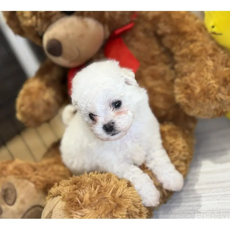 販売中の埼玉県のビションフリーゼ-453200の4枚目