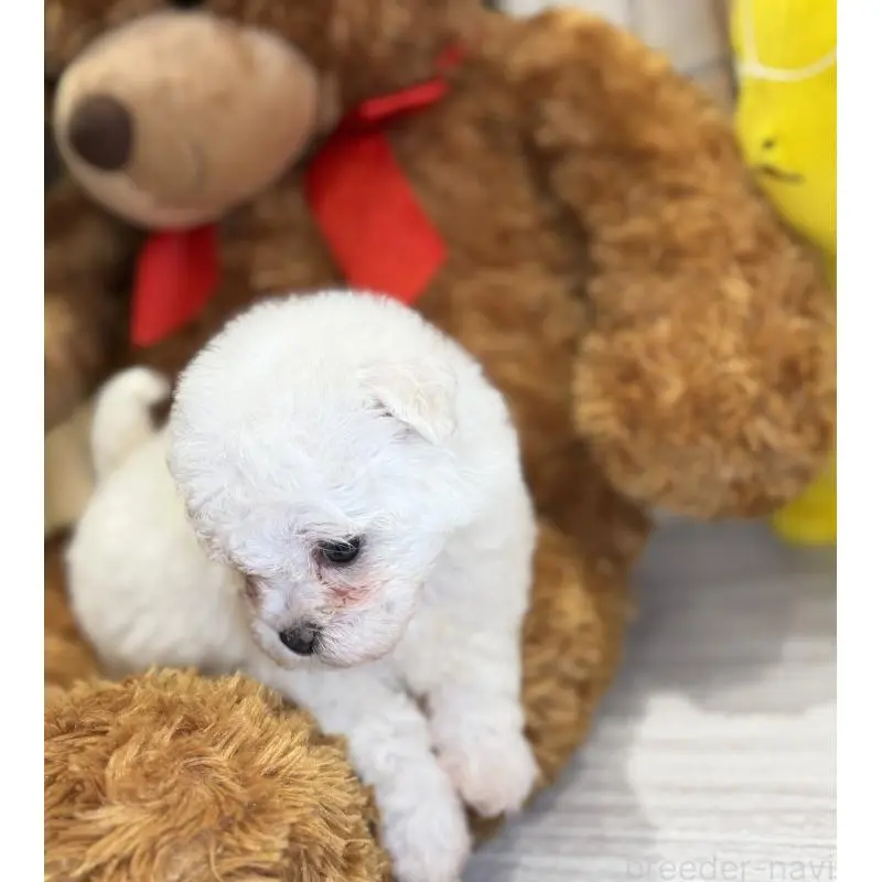 販売中の埼玉県のビションフリーゼ-453200の3枚目