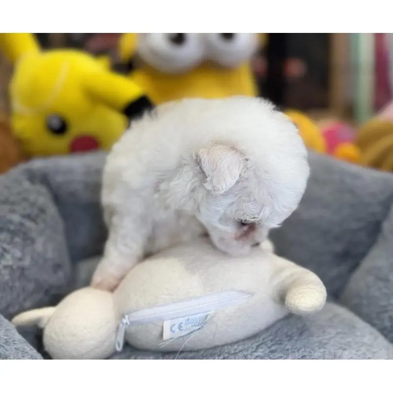 販売中の埼玉県のビションフリーゼ-453200の2枚目